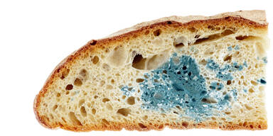 Wann geh&ouml;rt Essen in den M&uuml;ll?