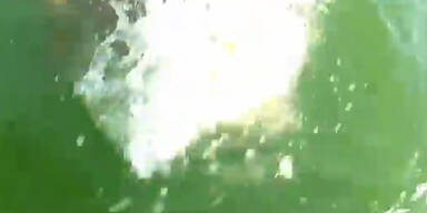 Mega-Fisch verschlingt Hai mit einem Bissen