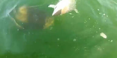 Mega-Fisch verschlingt Hai mit einem Bissen