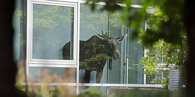 Junger Elch verirrte sich in Bürohaus