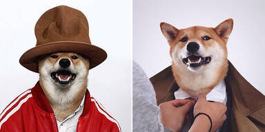 Menswear Dog