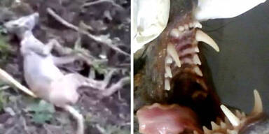 "Vampir-Monster" terrorisiert ganze Stadt