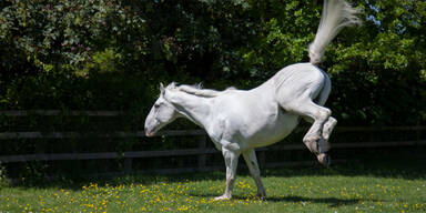 16-Jähriger hat Sex mit einem Pferd