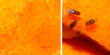 Fruchtfliegen