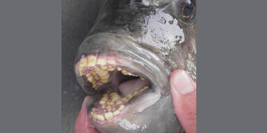 Pacu