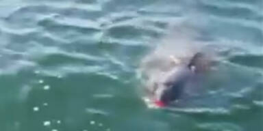 Rätsel um Killer-Delfin an der Ostsee