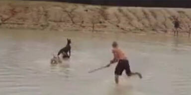 Weil er Hunger hatte: Mann prügelt Känguru zu Tode