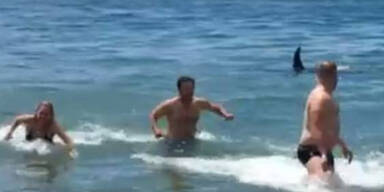 Hier fl&uuml;chten Badende vor einem Killerwal