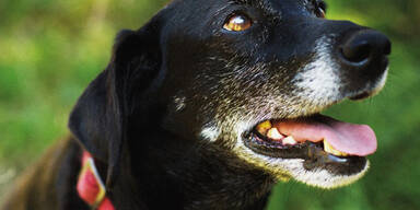 VdB trauert um seinen Hund Kita