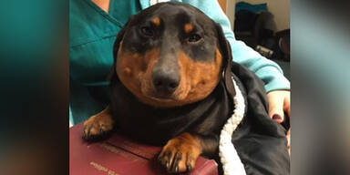 Dackel bl&auml;ht sich auf wie ein Ballon