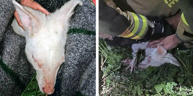 Wei&szlig;es K&auml;nguru Mattsee