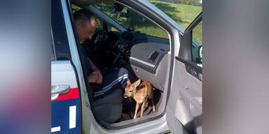 Herzzerrei&szlig;end: Polizei rettet Rehkitz das Leben