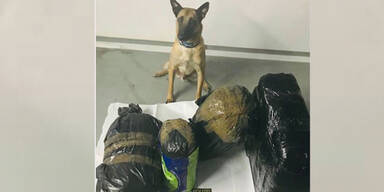 Cannabis in Lugner-Garage entdeckt