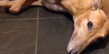 Schock-Video: So leiden Haustiere am Feuerwerk