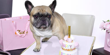 Aida Firmenhund Gizmo