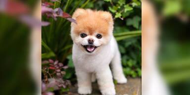 S&uuml;&szlig;ester Hund der Welt "starb an gebrochenem Herzen"