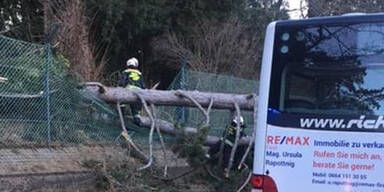 Umfallender Baum trifft Wiener Bus