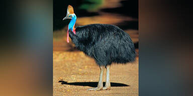 W&uuml;tender Vogel bringt seinen Z&uuml;chter um