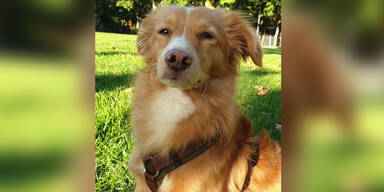 Halb Wien sucht diesen entf&uuml;hrten Hund