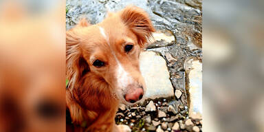 H&uuml;ndin "Maggie" vor Filiale entf&uuml;hrt