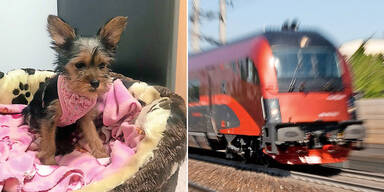 Welpe in Zug-WC ausgesetzt