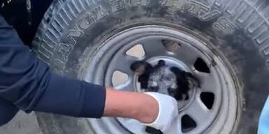 Floriani retten Hund aus misslicher Lage