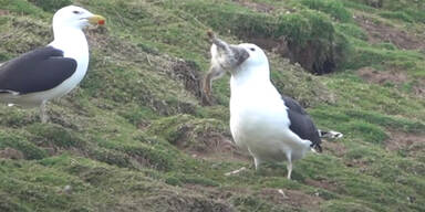 Mantelm&ouml;we M&ouml;we Hase