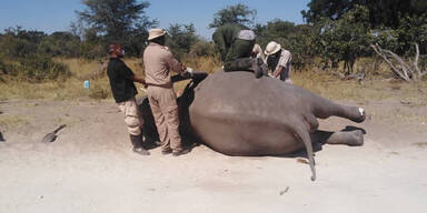 Elefantensterben Botswana