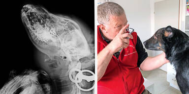 Tierqu&ouml;ler Ober&ouml;sterreich