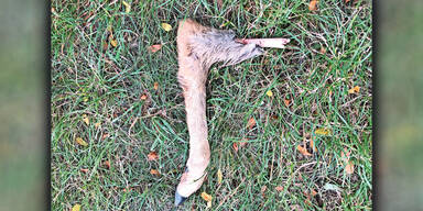 Prater Hund bei&szlig;t Reh Bein ab