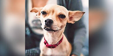 Tier-Hasser vergiftet Chihuahua "Lucy"