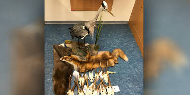 Wilderer Ober&ouml;sterreich