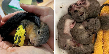 K&auml;rnten Tierbabys Villach Siebenschl&auml;fer Eichh&ouml;rnchen