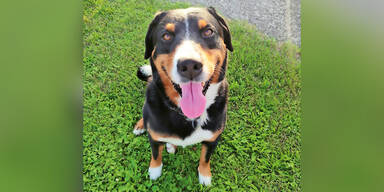 "Falco" erschossen &ndash; J&auml;ger stellte sich