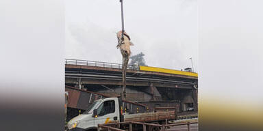 Riesen-Wels verstopft Abflussrohr in Linz