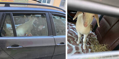 Lamm "Chili" löst Polizeieinsatz aus