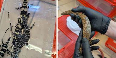 Sieben lebende Warane auf Flughafen Wien sichergestellt