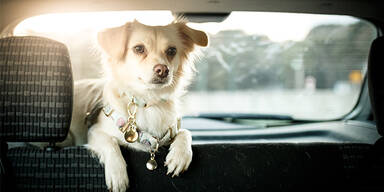 Hitze-Hammer: Warum der Hund auf keinen Fall im Auto bleiben darf