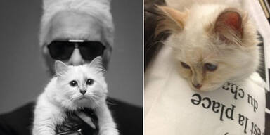 Choupette Lagerfelds erstes Shooting