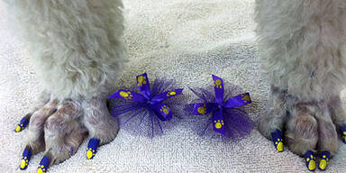 Der letzte Schrei f&uuml;r &bdquo;Wuffi&ldquo;