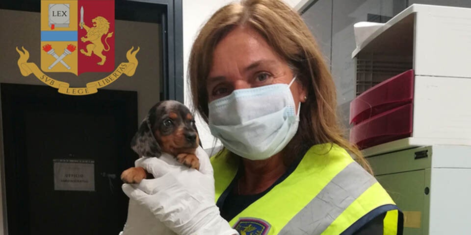 Welpen Italien Udine