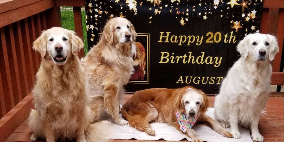 Augie ältester Golden Retriever der Welt