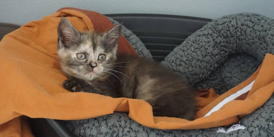 62 Katzen aus Wiener Wohnung befreit Brigittenau