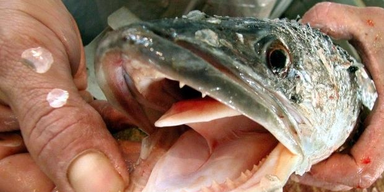 Dieser 'Monsterfisch' muss sofort getötet werden