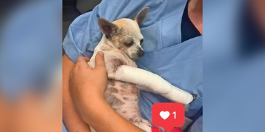 Fahrerflucht nach Crash mit Hund