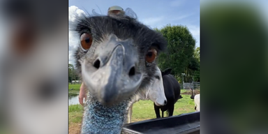 Videos um l&auml;stigen Emu ''Emmanuel'' gehen viral