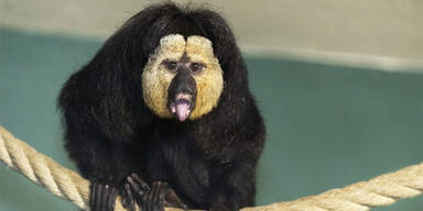 Wei&szlig;gesichtssakis Sch&ouml;nbrunn