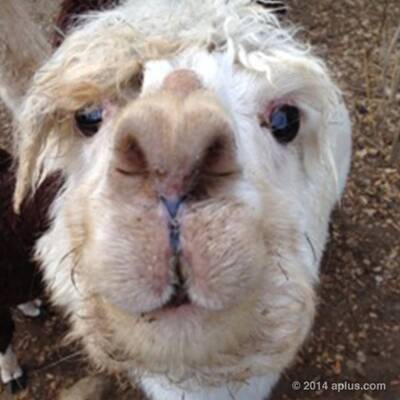 Ashton Kutcher & Mila Kunis: Welches ist ihr Baby?