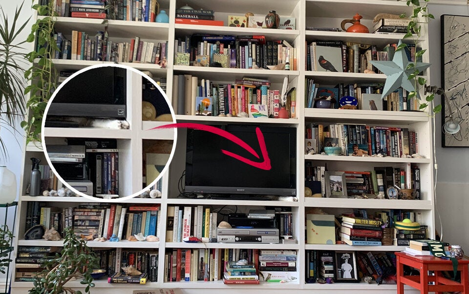 Katzen Suchspiel Kate Hinds