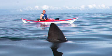 Hai-Alarm vor der britischen K&uuml;ste